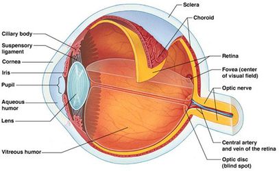 Illustration of eye